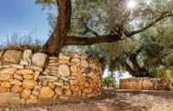 La FAO publica la pràctica del cultiu d'oliveres mil·lenàries del territori Sénia