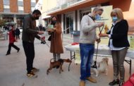 Benicarló treballa per a evitar els problemes causats per l’orina dels gossos