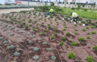 Benicarló posa a punt els parcs, jardins i zones verdes de la ciutat