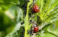 L'AVI finança el desenvolupament de nous productes per al control natural de plagues i malalties agrícoles