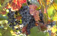 Agricultura destina 2,6 milions per a lluitar contra l'arna de la vinya a través de paranys amb feromones