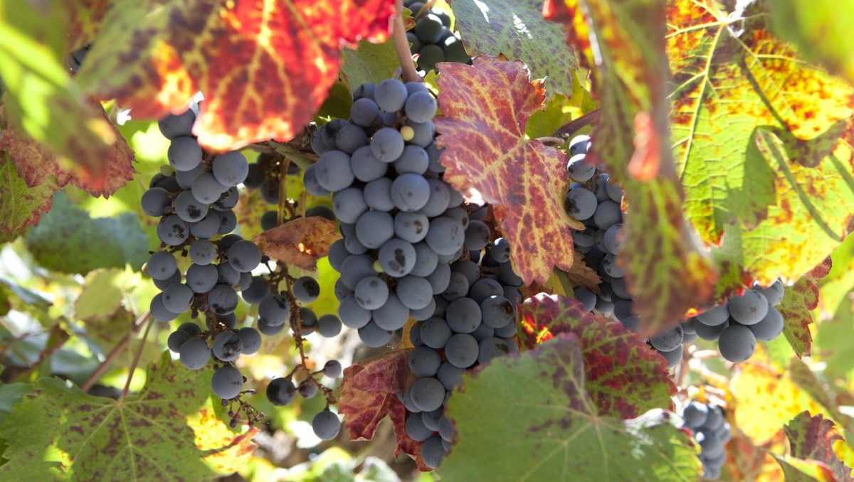 Agricultura destina 2,6 milions per a lluitar contra l'arna de la vinya a través de paranys amb feromones