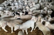L'Economia Circular de l'Oliva desperta l'interés de ramaders d'oví i boví de Castelló