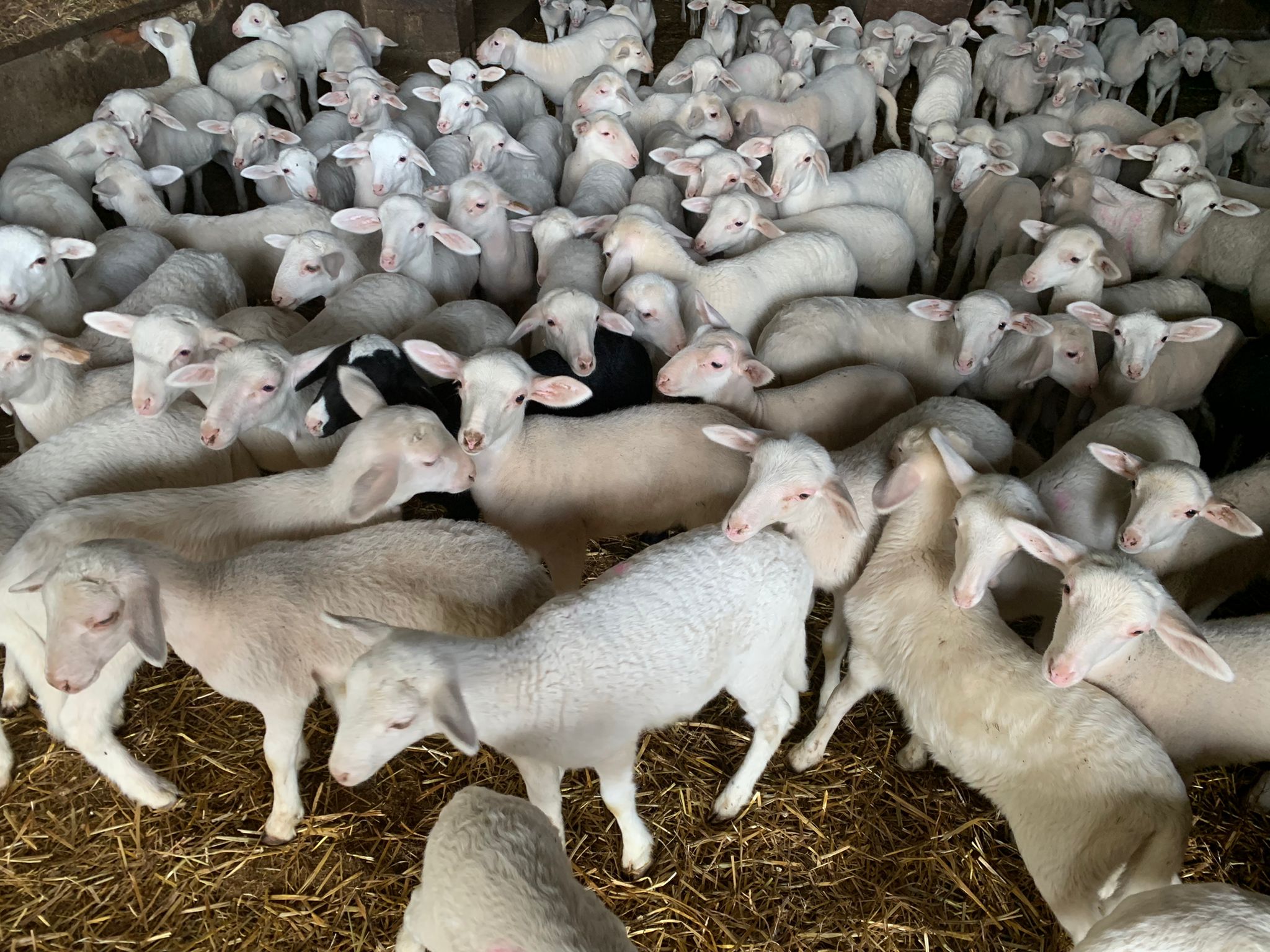 L'Economia Circular de l'Oliva desperta l'interés de ramaders d'oví i boví de Castelló