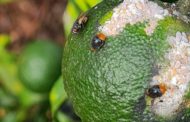 Mollà insta a Agricultura a assumir el 50% de la despesa derivada de la lluita contra el 'cotonet'