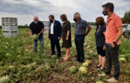 Benicarló demanarà ajudes per als agricultors afectats per la pedregada