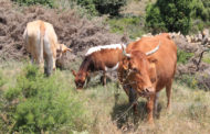 Justícia concedeix 200.000 euros als ramaders per a controlar la vegetació natural