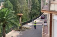 Santa Magdalena retira les palmeres afectades pel morrut roig i realitza el tractament per a evitar la propagació