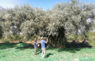 Comença la collita 'd'Oli Farga Mil·lenària' del Territori Sénia