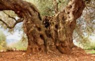 Obertes les inscripcions per a l'itinerari circular amb bicicleta per les oliveres mil·lenàries de Càlig