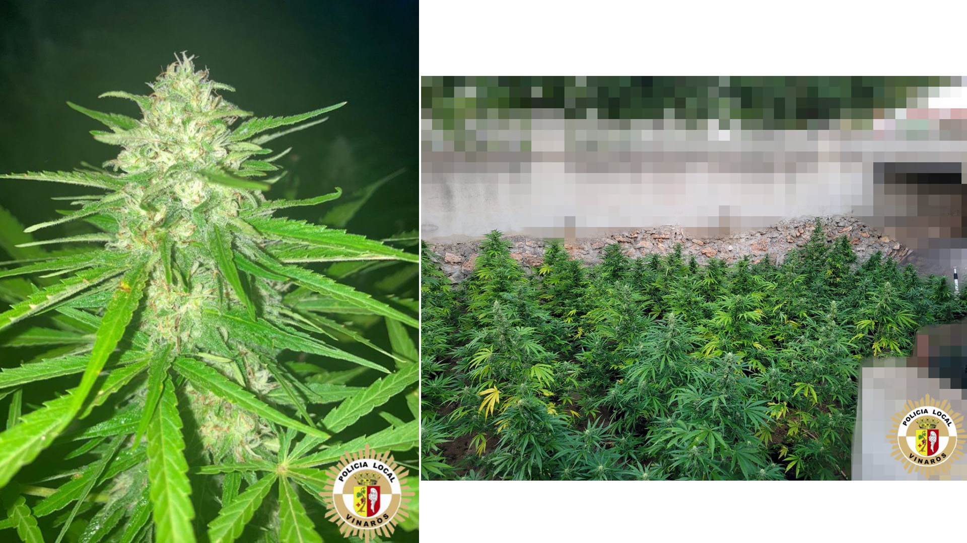 La Policia Local de Vinaròs intercepta una plantació de marihuana