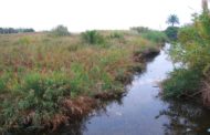 El Ple de Benicarló insta al Govern a recuperar el projecte de canalització de la rambla d’Alcalà