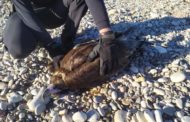 Localitzat un voltor negre a la platja de la Mar Xica de Benicarló