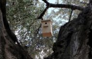 L'Ajuntament de Vinaròs i Apnal-Ecologistes en Acció instal·la noves caixes niu