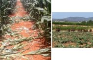 Benicarló sol·licita col·locar gàbies per a capturar senglars en zones agrícoles