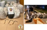 La Policia Local de Vinaròs intercepta 180 quilos de garrofes gràcies a la col·laboració ciutadana