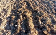 Els senglars agreugen els danys agraris en menjar-se les llavors de cereals baix terra