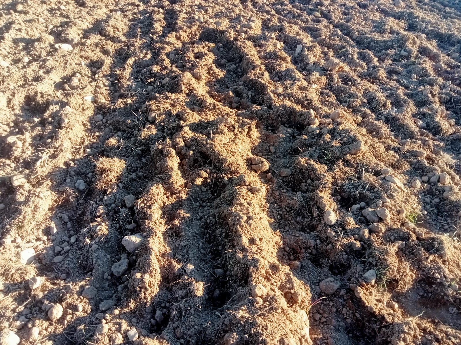 Els senglars agreugen els danys agraris en menjar-se les llavors de cereals baix terra
