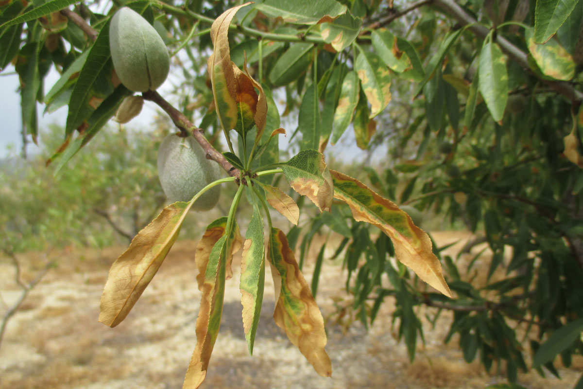 Portugal detecta Xylella en 75 espècies vegetals, inclosos tots els cítrics, l'olivar i la vinya