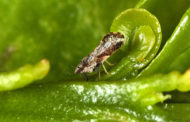 El vector HLB Diaphorina citri es detecta a Israel i dispara les alarmes en la citricultura europea