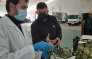 Exotic Fruits Azahar s'incorpora al Consell Regulador de la Carxofa de Benicarló