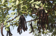 Agricultura obri el període de presentació de les ajudes incloses en la sol·licitud única de la PAC per al 2022