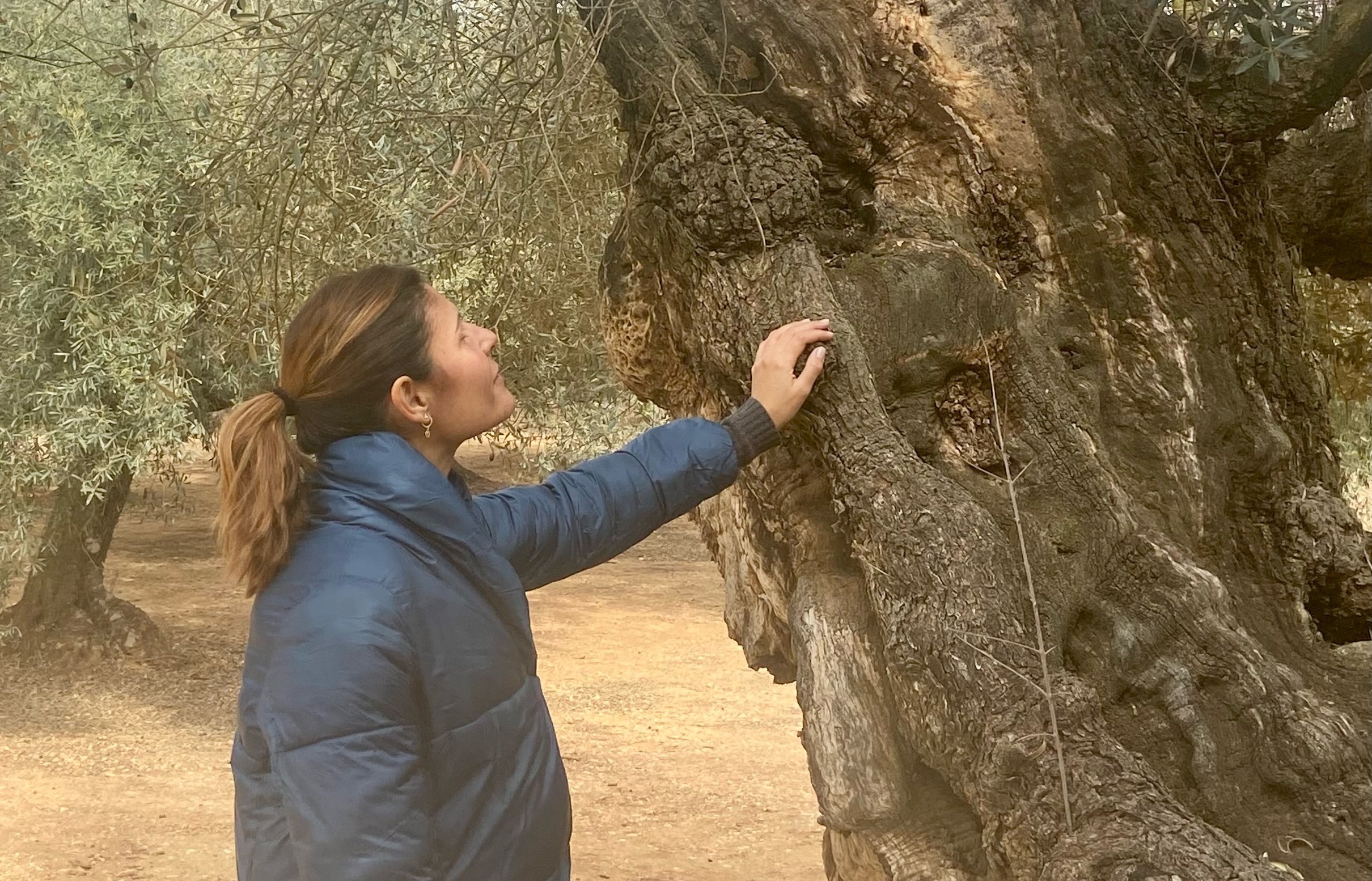 Canet lo Roig reivindica les seues oliveres mil·lenàries amb un cicle de rutes guiades i gratuïtes