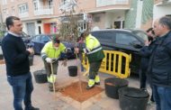 Peníscola amplia de manera extraordinària la plantació d'arbres