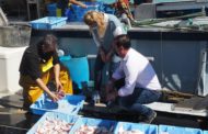 El PPCS defensa una baixada del preu del gasoil per a 'salvar' la pesca