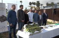 SHOWCOOKING DE CARXOFA DE BENICARLÓ I TRUFA DE MORELLA A BENICARLÓ 02-03-2022