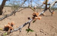 El PSPV-PSOE reclama al Consell «ajudes directes» per al sector agrícola de secà