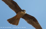 El falcó d'Eleonora ix del Catàleg d'Espècies de Fauna Amenaçades de la Comunitat Valenciana