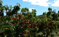 AVA-ASAJA: «L'escassetat a mínims històrics de fruita d'os ha de traduir-se en una alça de preus»