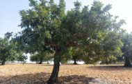AVA-ASAJA valora la campanya de vigilància per a combatre els robatoris de garrofes