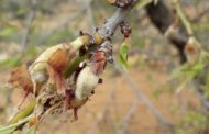 Les pluges i el fred causen més de 25 milions de pèrdues en l'agricultura valenciana