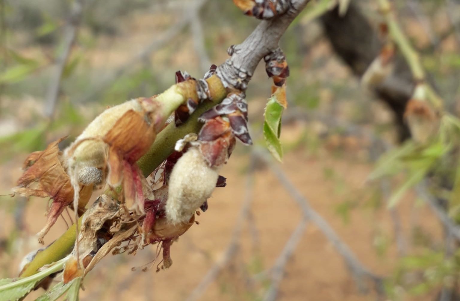 Les pluges i el fred causen més de 25 milions de pèrdues en l'agricultura valenciana