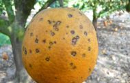 AVA-ASAJA denúncia que Sud-àfrica suma 7 deteccions de taca negra al setembre i suma 26 enguany