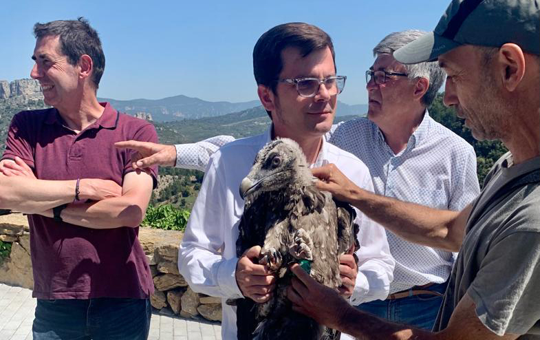 Transició Ecològica allibera en la Tinença a dos nous crebalòs procedents d'Andalusia i Austria