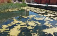 Peníscola denuncia que la Generalitat no realitza el manteniment i la neteja de la bassa portuària