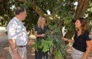 El PP planteja contractar guardes rurals per a combatre els robatoris al camp