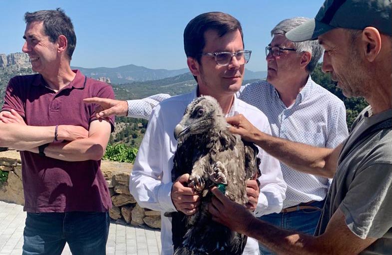 L'última parella de crebalòs alliberada en la Tinença de Benifassà dona els seus primers vols