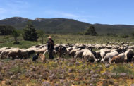 AVA-ASAJA titlla de «despropòsit» equiparar els animals de treball del camp amb les mascotes