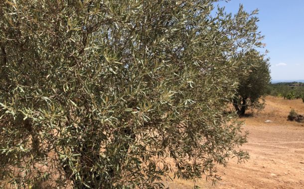 Olivicultors i almàsseres es plantegen no recol·lectar perquè a penes hi ha olives a causa de la sequera
