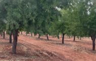 El sector de fruita seca situa la previsió de collita d'ametla en 8.705 tones