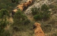 AVA-ASAJA: «El Botànic trenca el consens i equiparara els gossos de treball amb les mascotes»