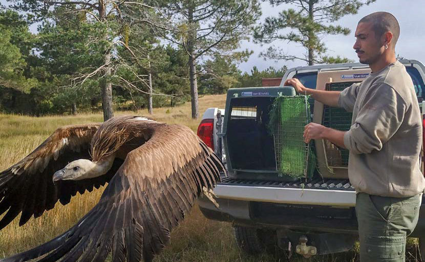 El Centre de Recuperació de Castelló va batre en 2021 el rècord d'atenció de fauna amb 1.100 animals