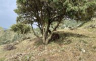 S'inicia la neteja perimetral del Balneari de l'Avella de Catí per evitar situacions de risc en cas d'incendi