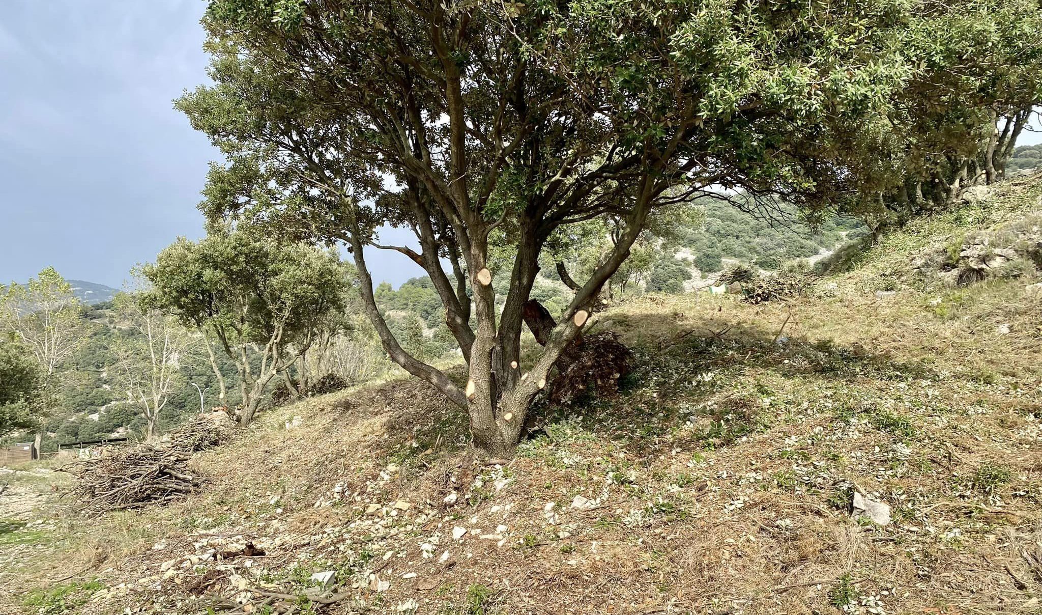 S'inicia la neteja perimetral del Balneari de l'Avella de Catí per evitar situacions de risc en cas d'incendi