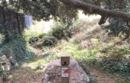 Nou circuit d'orientació a Culla que gira al voltant de la històrica carrasca