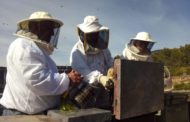 Agricultura defensa davant Europa un etiquetatge clar de procedència per a protegir la mel valenciana
